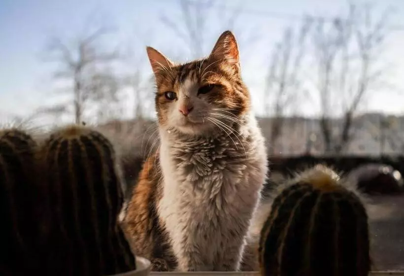 Aamiaismajoitus (B&B) Casa Tarò