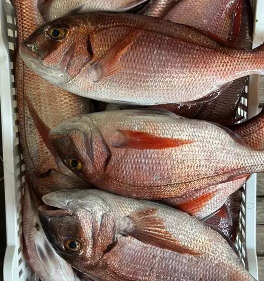 Hotelli Hôtel Restaurant Petra Cinta