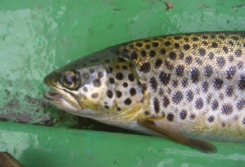 فندق Corrib Wave Guest House