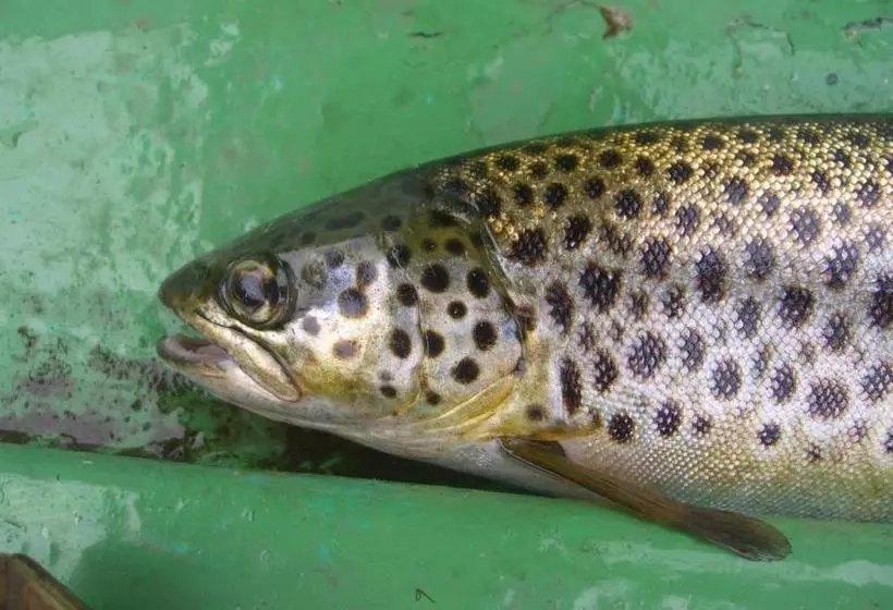 Hotel Corrib Wave Guest House