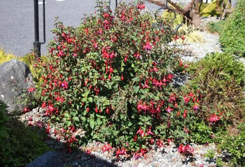 Hotel Corrib Wave Guest House