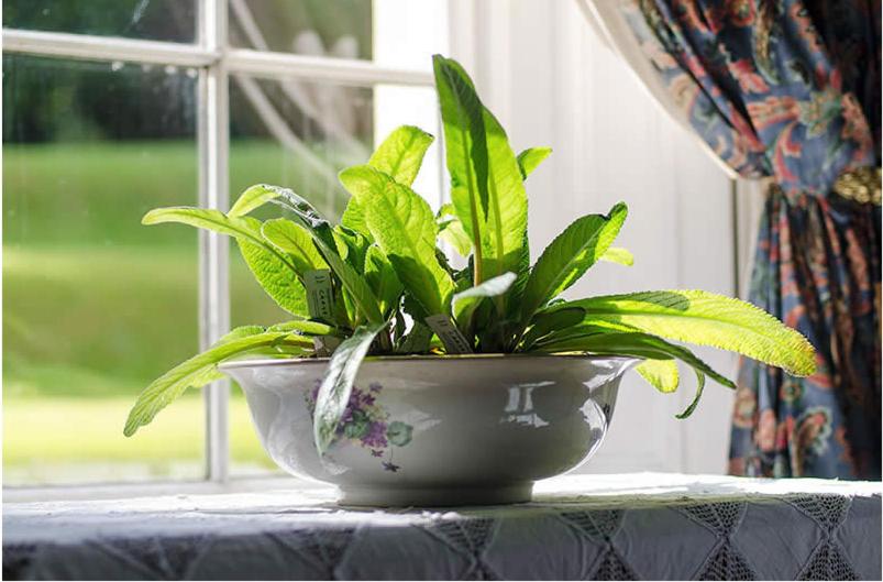 Nutgrove House Luxury B&b