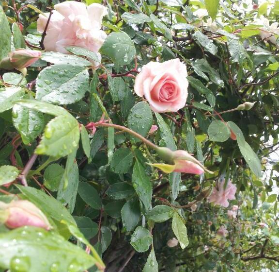 بنسيون Casa Do Escoivo