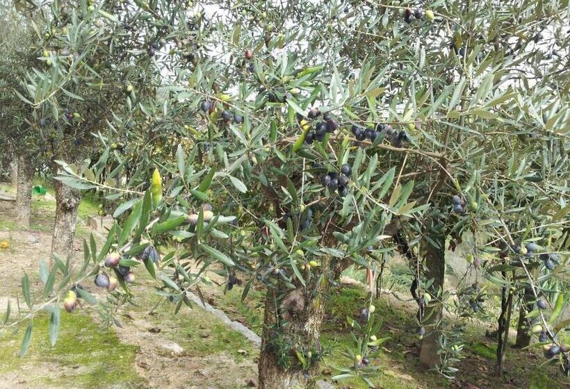 بنسيون Casa Do Escoivo