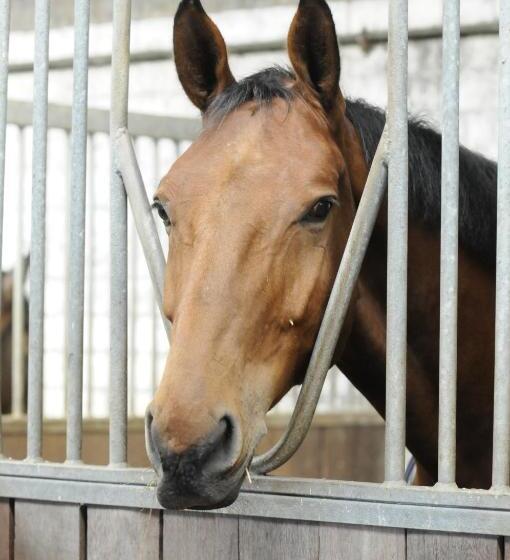 ペンション Reitanlage Plath