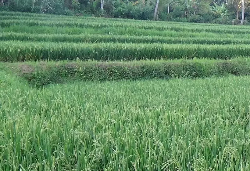 Aamiaismajoitus (B&B) Lotus Guesthouse Sudaji