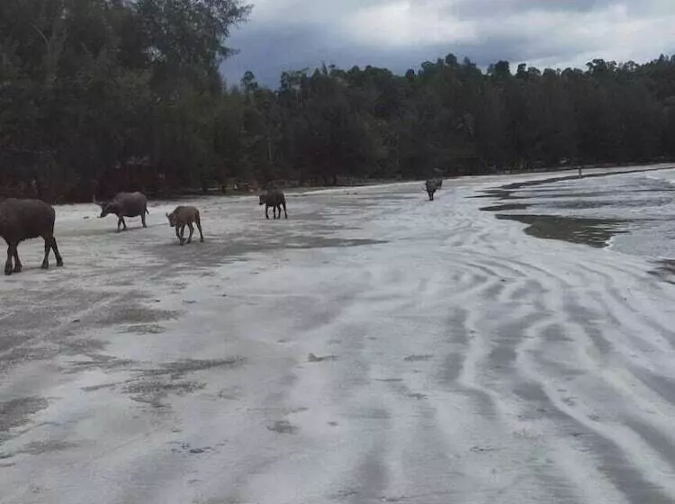 Aamiaismajoitus (B&B) Pondok Oma Surf Simeulue