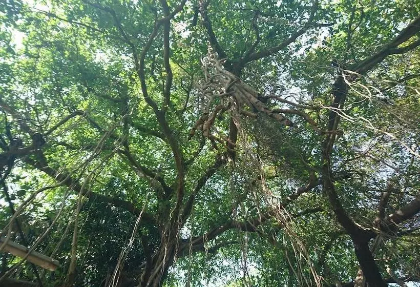 Banyan Tree Yoga
