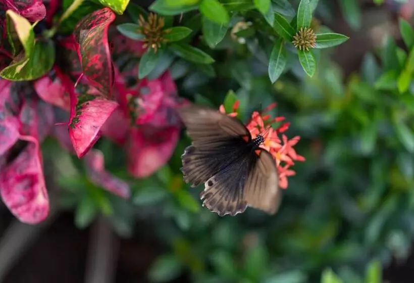 Hotelli Kubu Kangin Resort