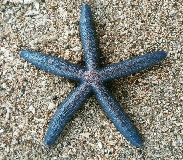 Курорт Alden Beach House