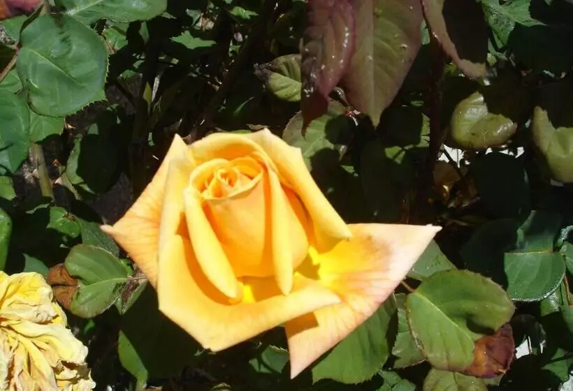 ホテル Vista Nevada