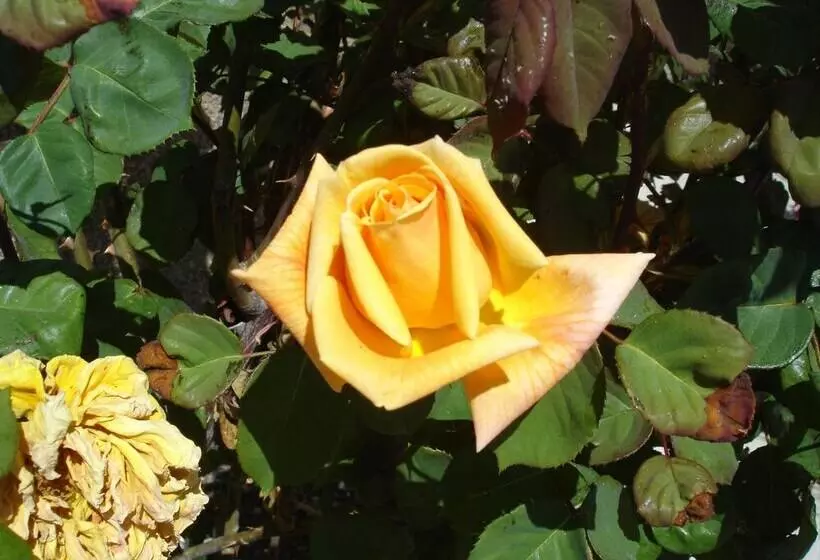 ホテル Vista Nevada