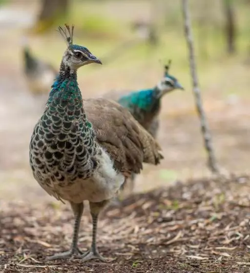 Hotelli Kerriley Park Farmstay