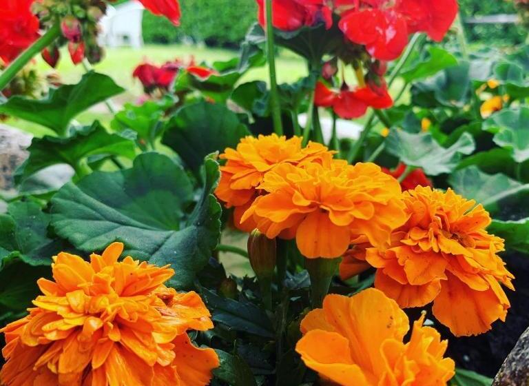 فندق Al Ponte Antico