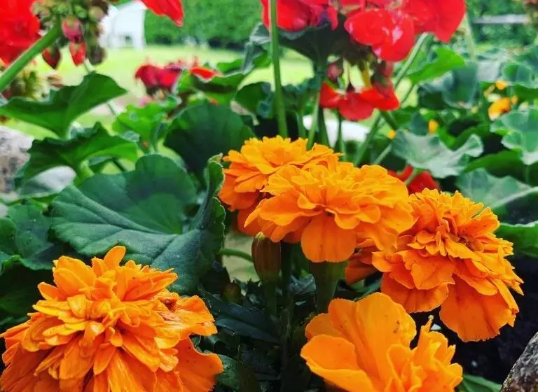 Hotelli Al Ponte Antico