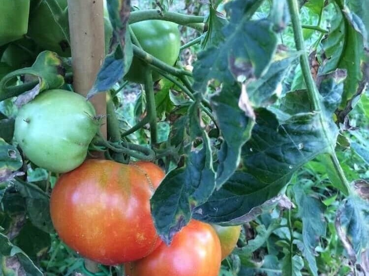 교외 호텔 Oasi Battifoglia