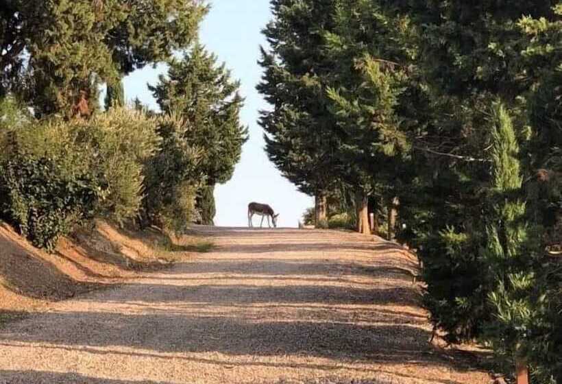 בית מלון כפרי San Lorenzo Agriturismo