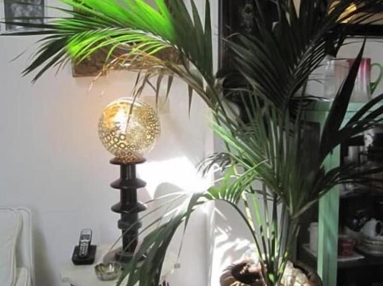 膳宿费 Il Camaleonte