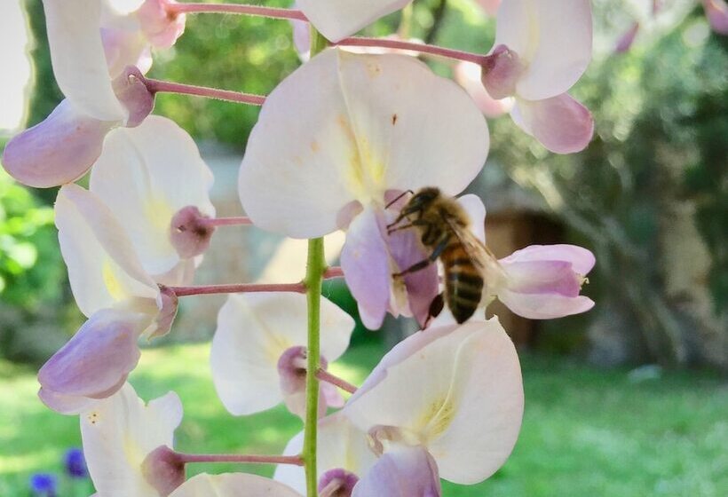Bed and Breakfast Agriturismo Borgo Buzzaccarini Rocca Di Castello