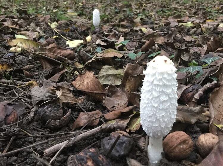 Bed and Breakfast Agriturismo Borgo Buzzaccarini Rocca Di Castello