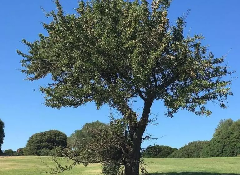 ペンション Botanic Golf Sacuba & Resort