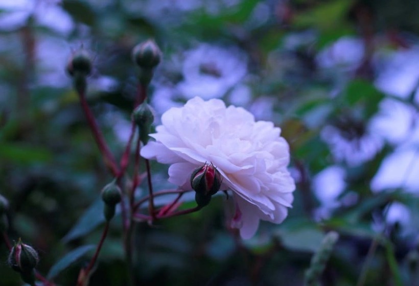 ペンション La Casina Rossa