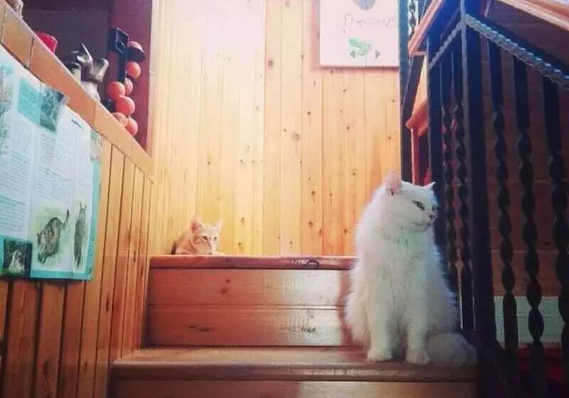 Majatalo Oasi Liv   Affittacamere