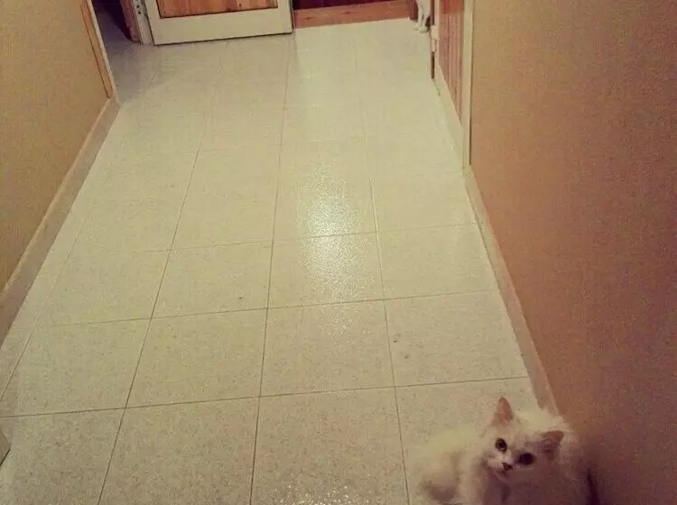 Majatalo Oasi Liv   Affittacamere