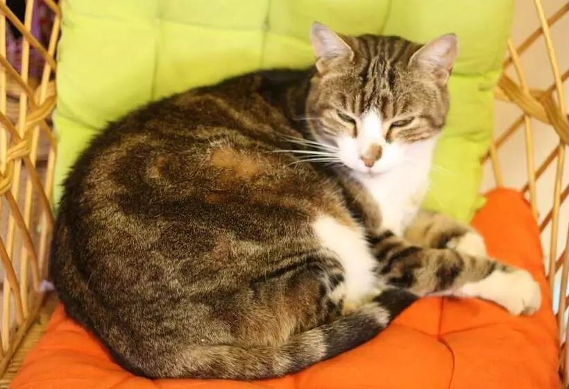 בית מלון כפרי Logis Auberge De La Fontaine