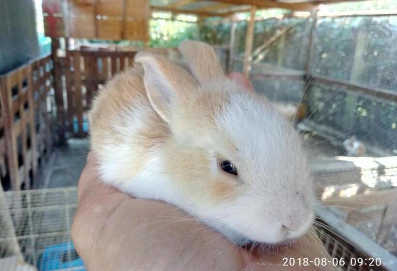 צימר Casadolcecasalatina