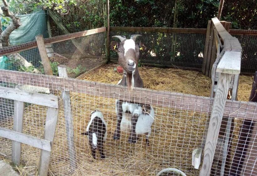 צימר Casadolcecasalatina