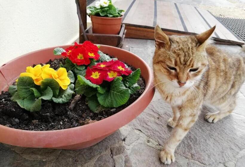 צימר Casadolcecasalatina