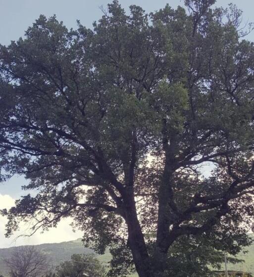 민박 Le Querce Di Mamre