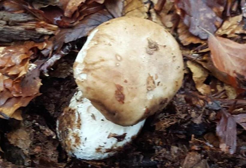 住宿加早餐  La Castagna Matta