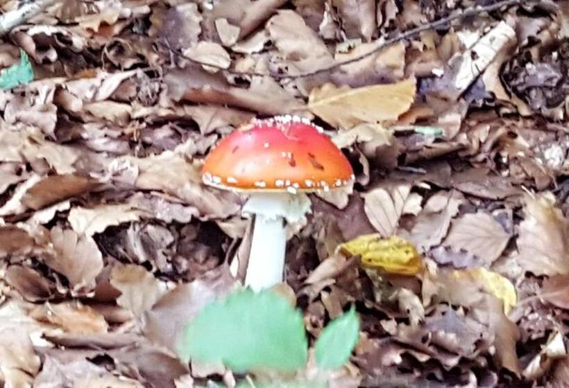 住宿加早餐  La Castagna Matta