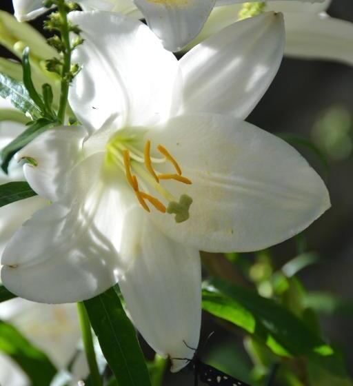 پانسیون B&b Il Palazzo