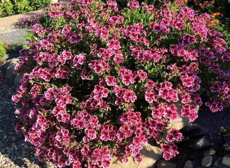 فندق ريفى Tenuta Edone Country House