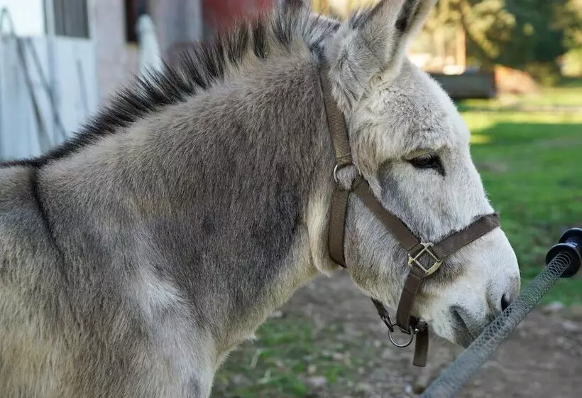 هتل روستایی Molino Della Volta