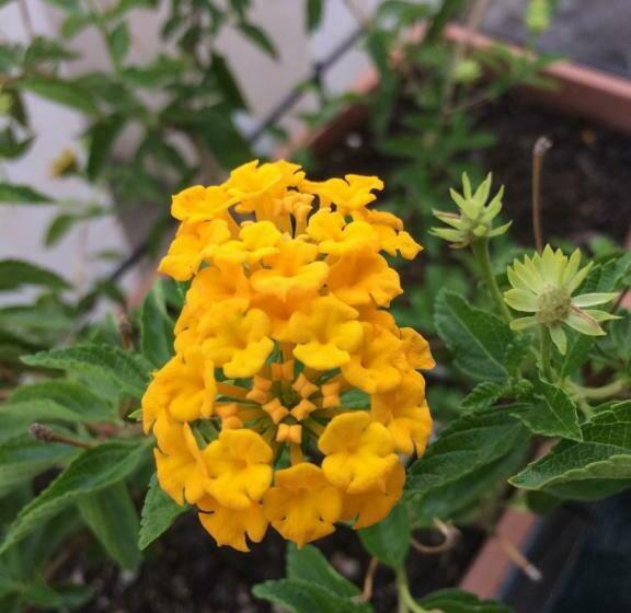 민박 Luna E Basilico By Casa Di Marco