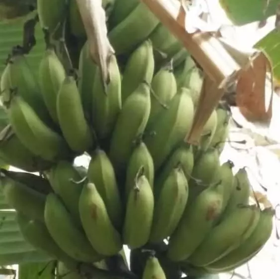 Aamiaismajoitus (B&B) Il Melangolo