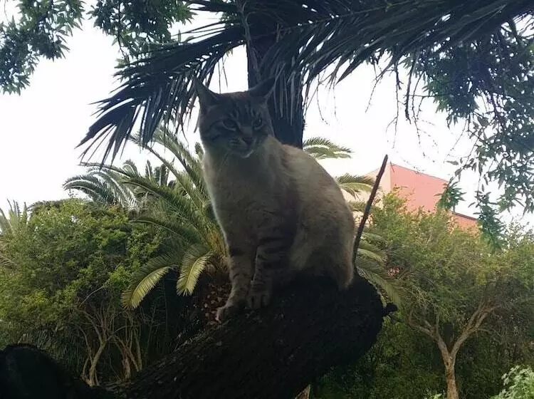 Aamiaismajoitus (B&B) Il Melangolo