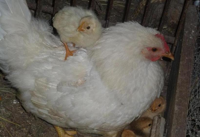 酒店 Agritur Maso Fontane