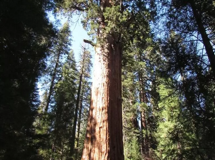 酒店 Wuksachi Lodge