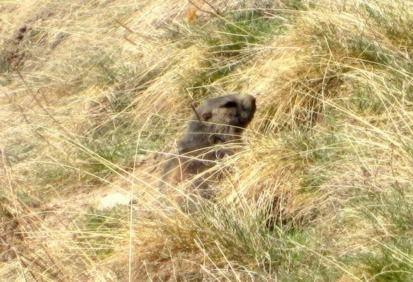 旅馆 Chalet Le Genepy With Amazing Views!