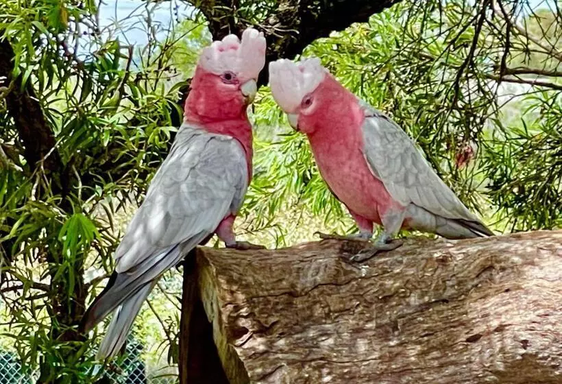 モーテル Quirindi Sunflower Motor Inn