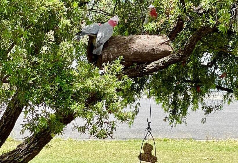 Мотель Quirindi Sunflower Motor Inn