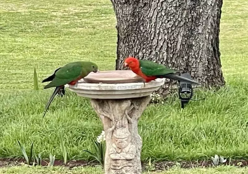 モーテル Quirindi Sunflower Motor Inn