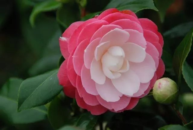 Majatalo Adelaide Hills B&b Accommodation