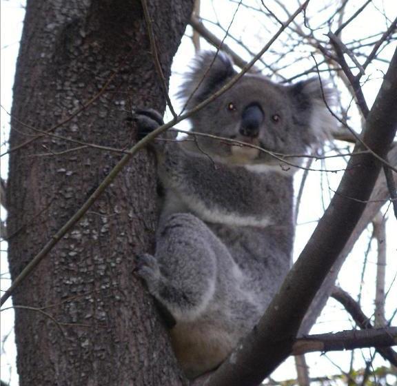 ペンション Adelaide Hills B&b Accommodation