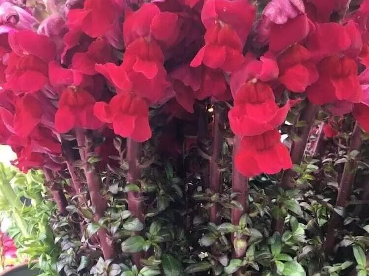 پانسیون Bakehouse  38 Restaurant & Guesthouse